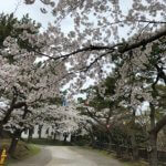 函館公園お花見